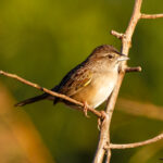 Botteri's Sparrow (image by Leo Garrigues)