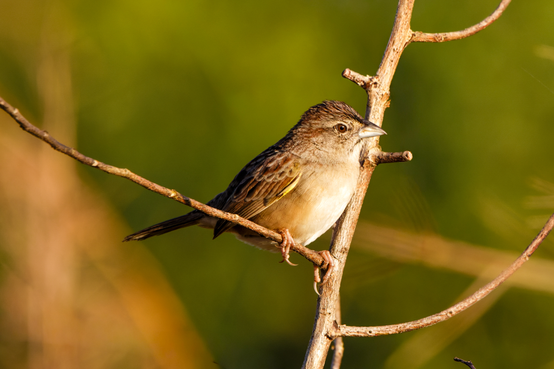 Botteri's Sparrow (image by Leo Garrigues)