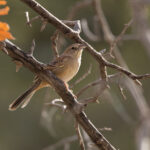 Botteri's Sparrow (image by Mike Watson)