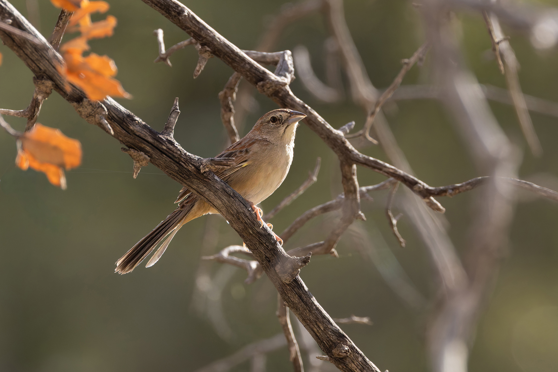 Botteri's Sparrow (image by Mike Watson)