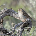 Brewer's Sparrow (image by Mike Watson)