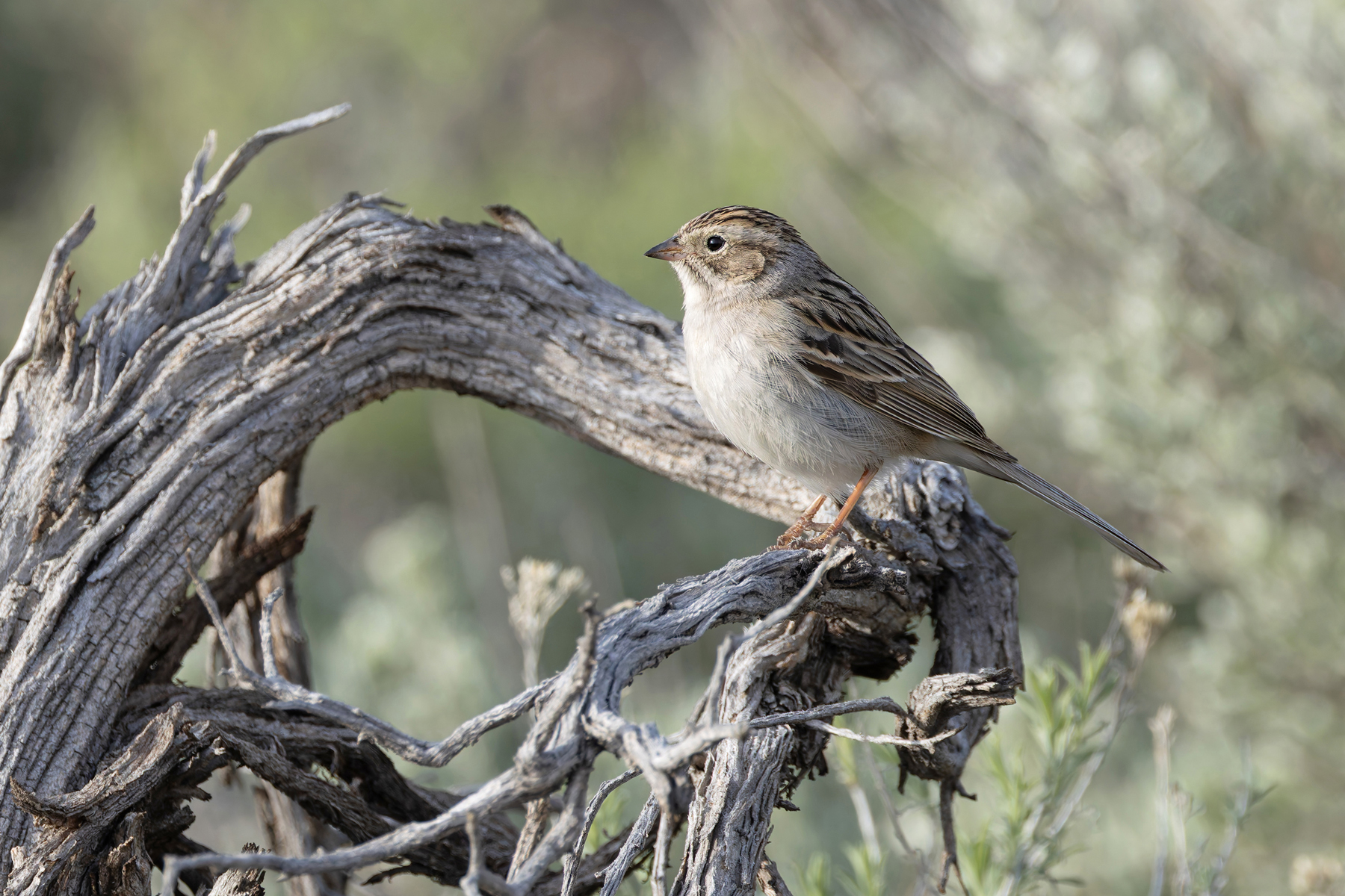 Brewer's Sparrow (image by Mike Watson)