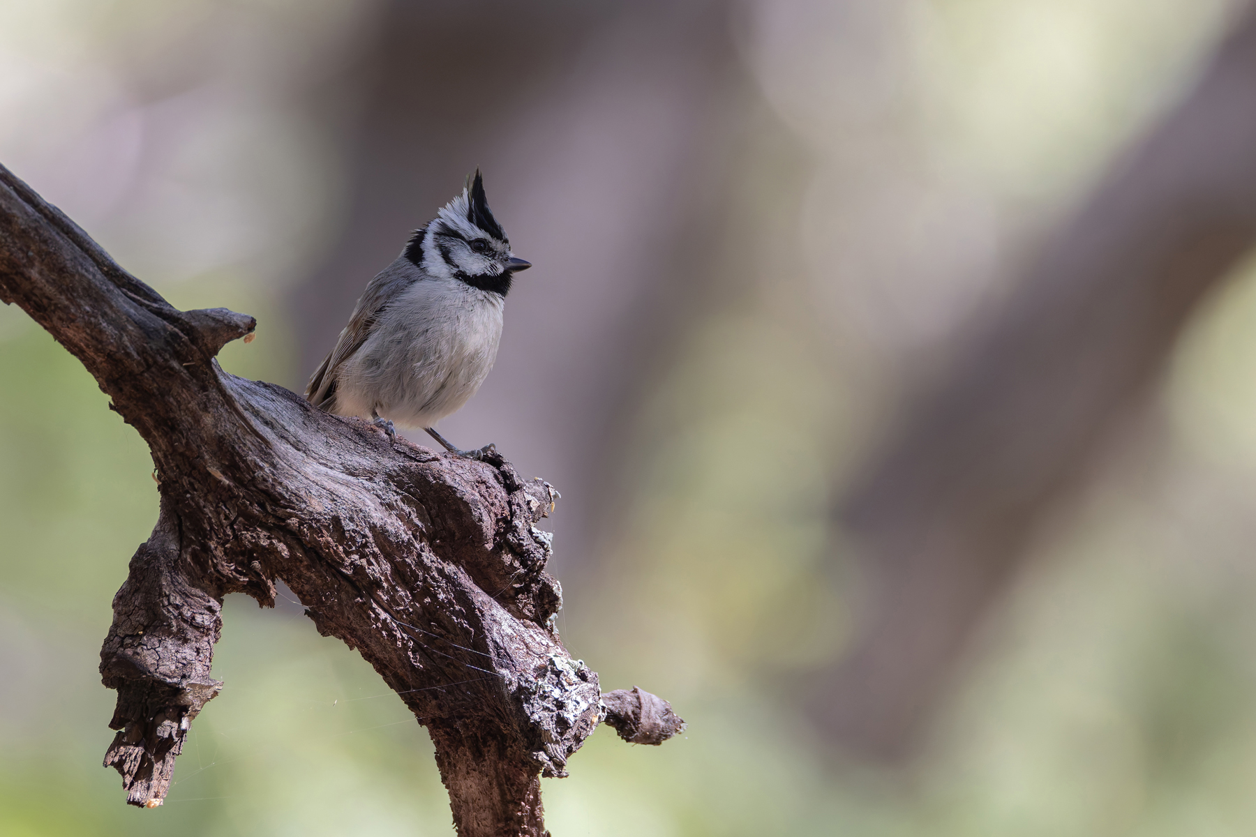 Bridled Titmouse (image by Mike Watson)