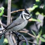 Bridled Titmouse (image by Sjoerd Radstaak)