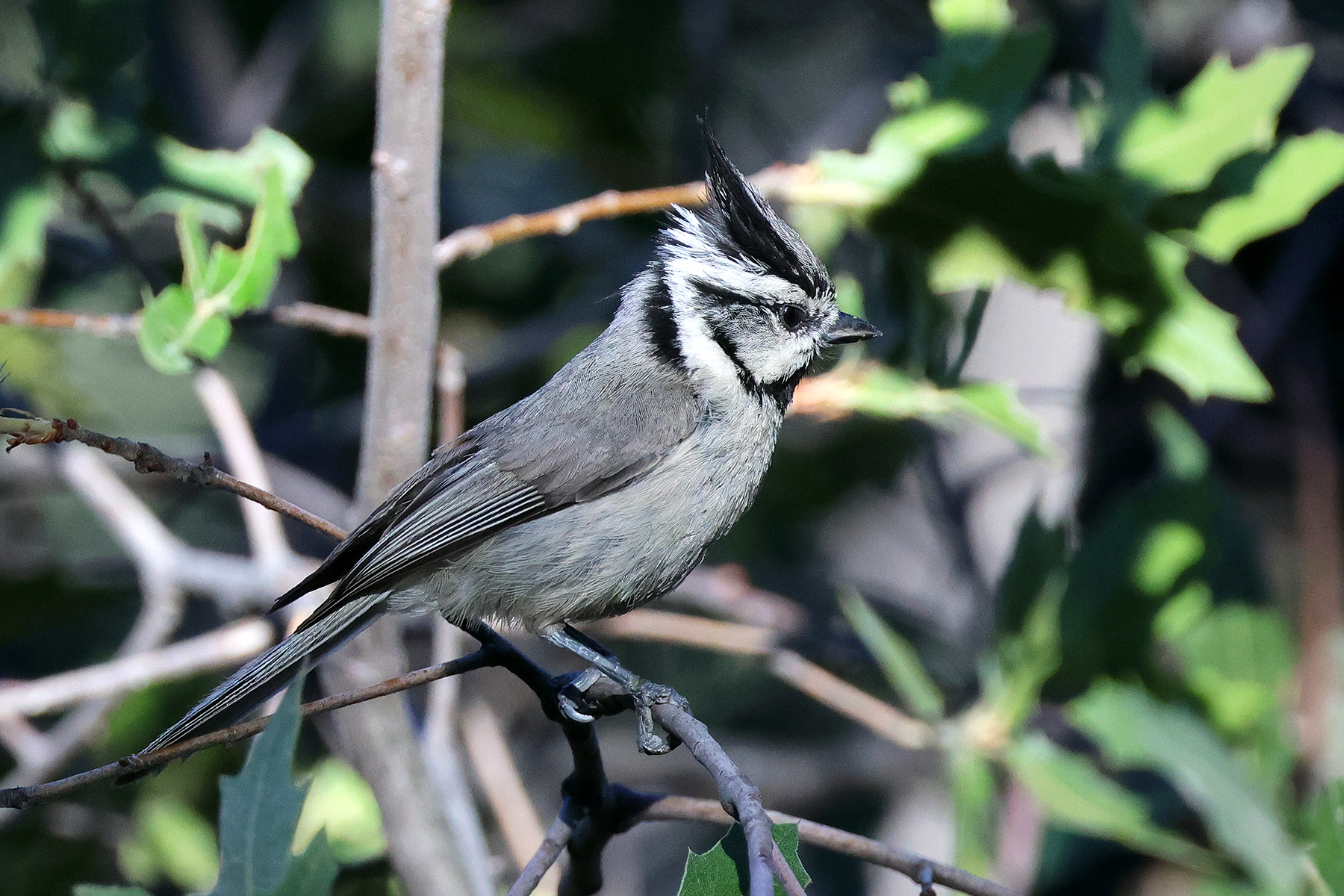 Bridled Titmouse (image by Sjoerd Radstaak)