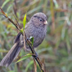 Brown Parrotbill (image by Pete Morris)