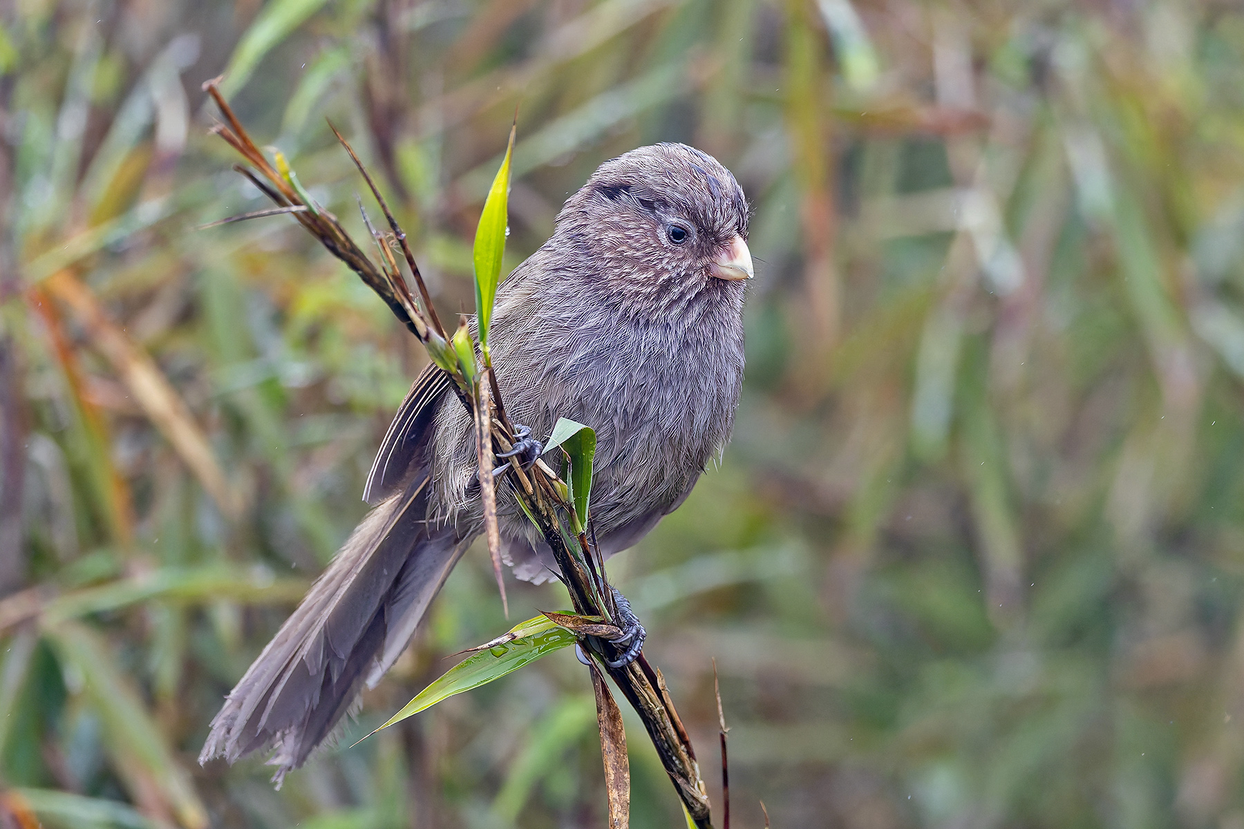 Brown Parrotbill (image by Pete Morris)