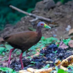 Brown Wood Rail (image by Antonio Cortizo)