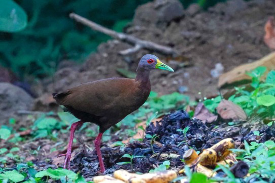 Brown Wood Rail (image by Antonio Cortizo)