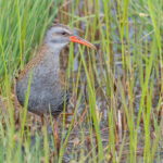 Brown-cheeked Rail (image by Pete Morris)
