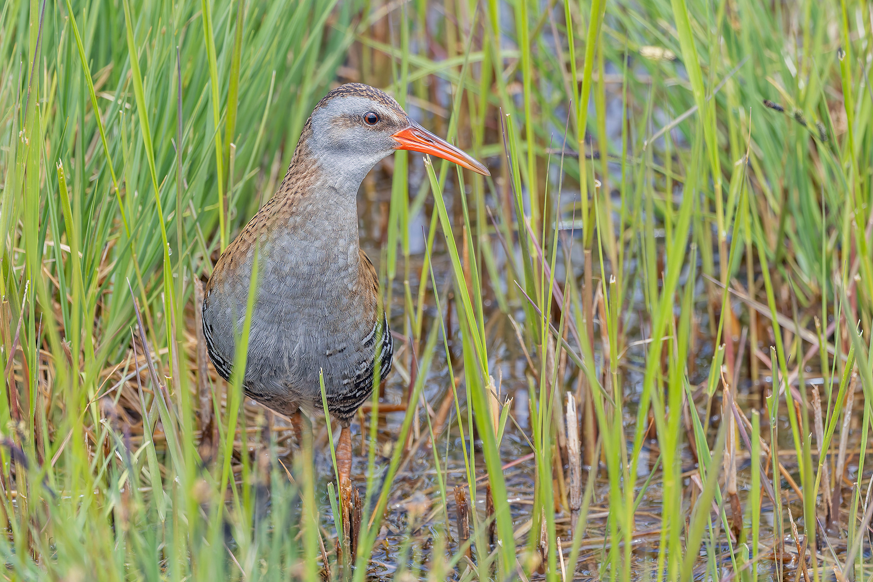 Brown-cheeked Rail (image by Pete Morris)