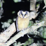 Buff-fronted Owl (image by Peter Zahl Marki)