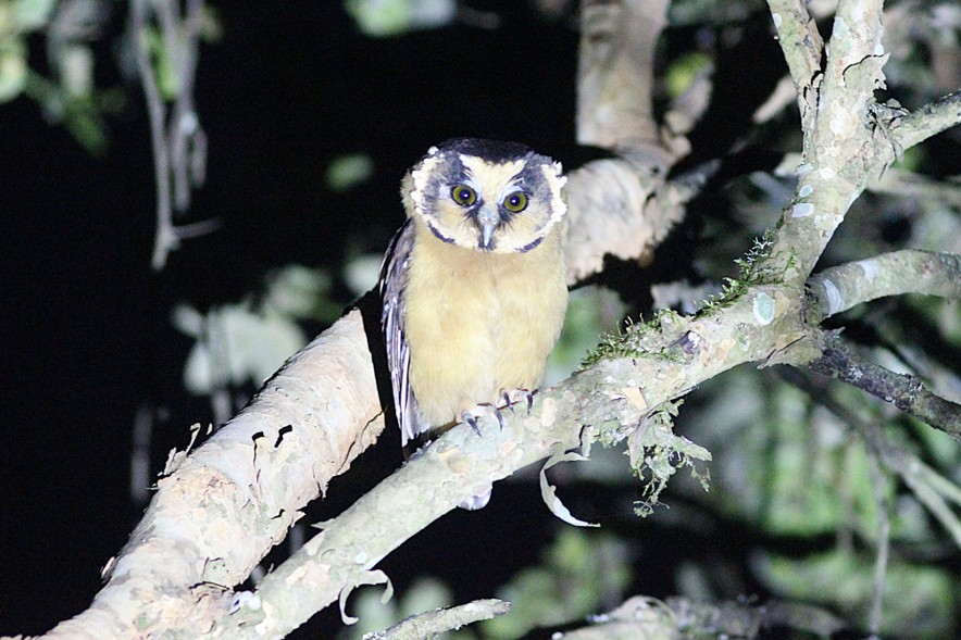 Buff-fronted Owl (image by Peter Zahl Marki)