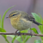 Buff-throated Warbler (image by Pete Morris)