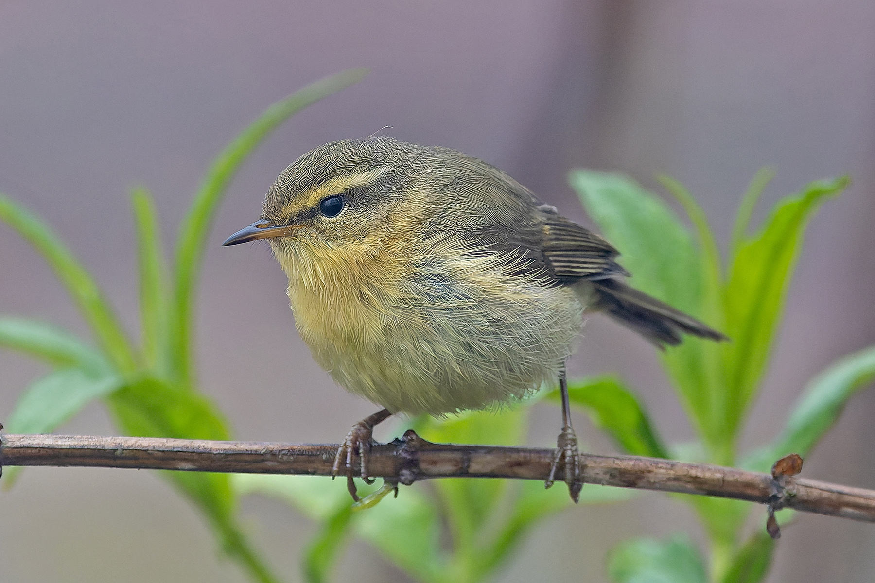 Buff-throated Warbler (image by Pete Morris)