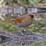 Buffy Laughingthrush (image by Pete Morris)