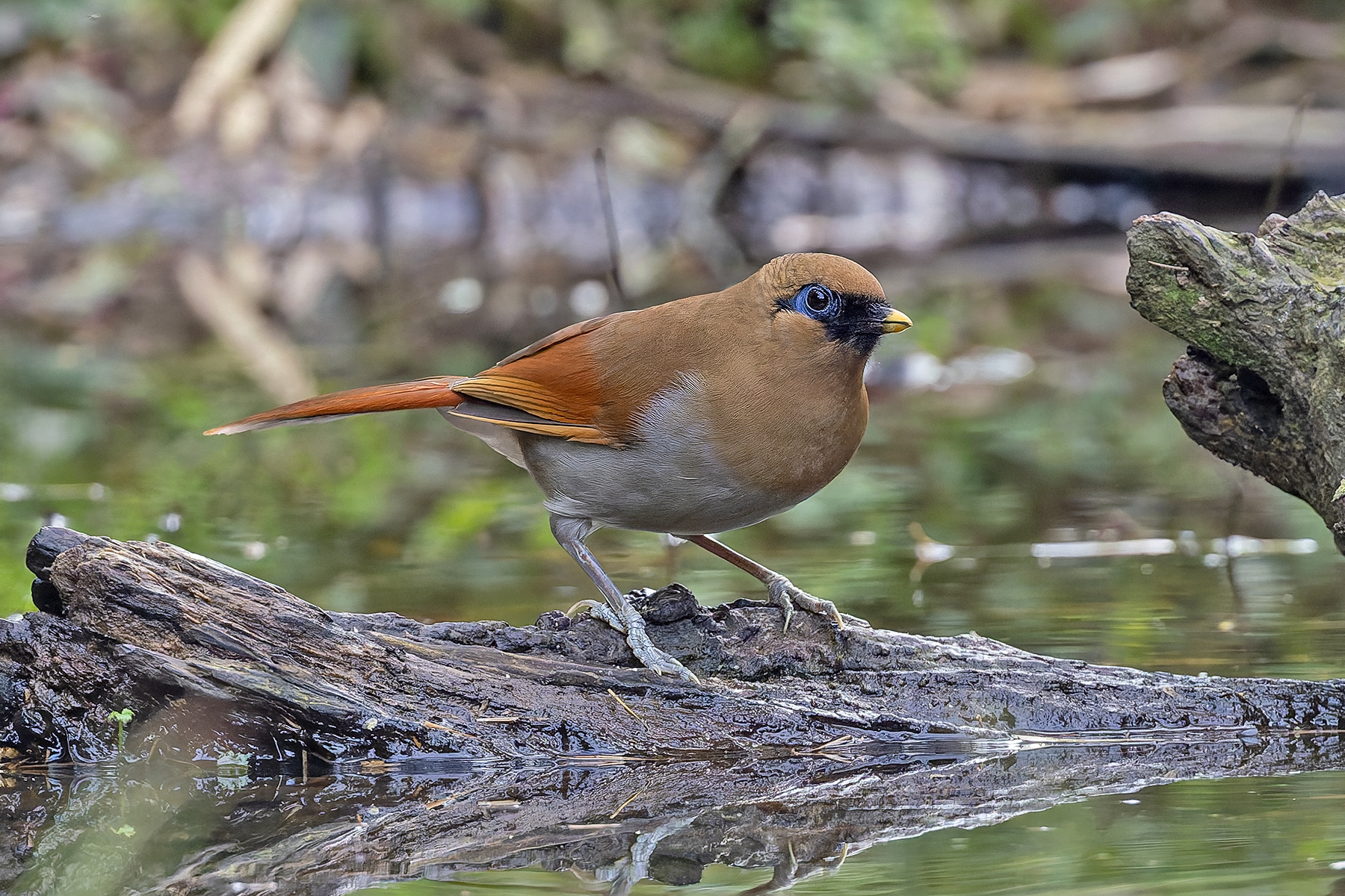 Buffy Laughingthrush (image by Pete Morris)