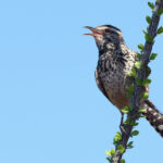 Cactus Wren (image by Sjoerd Radstaak)
