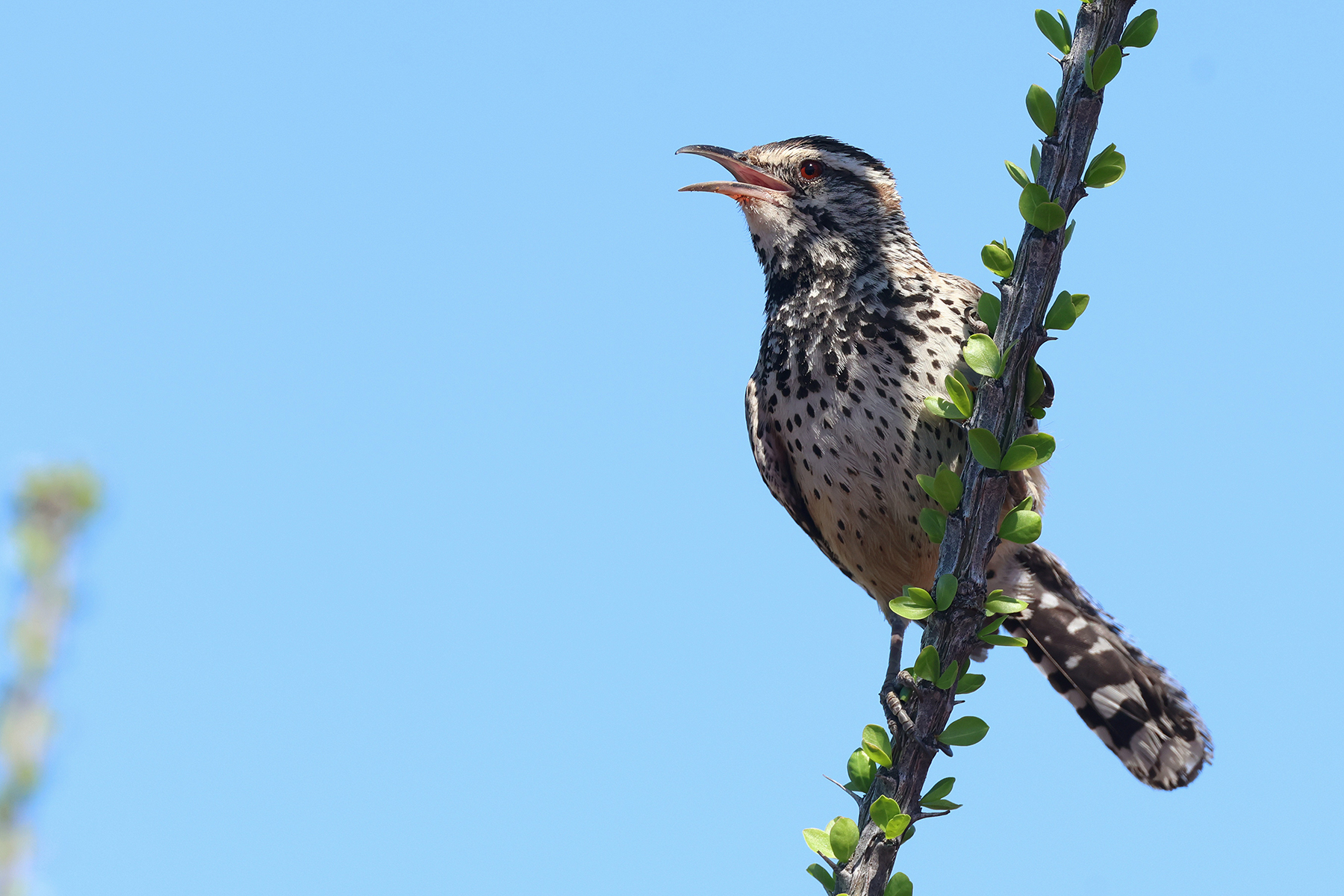 Cactus Wren (image by Sjoerd Radstaak)