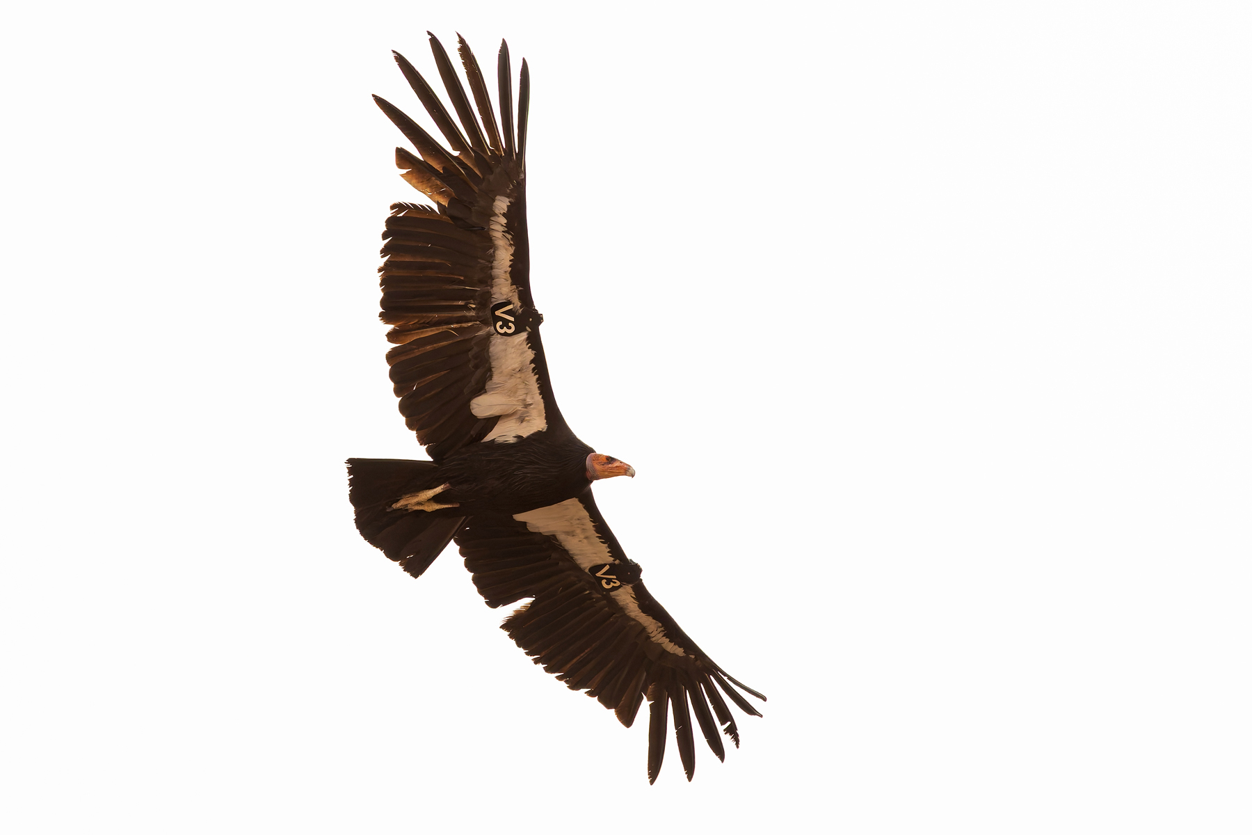 California Condor (image by Mike Watson)