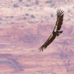 California Condor (image by Mike Watson)