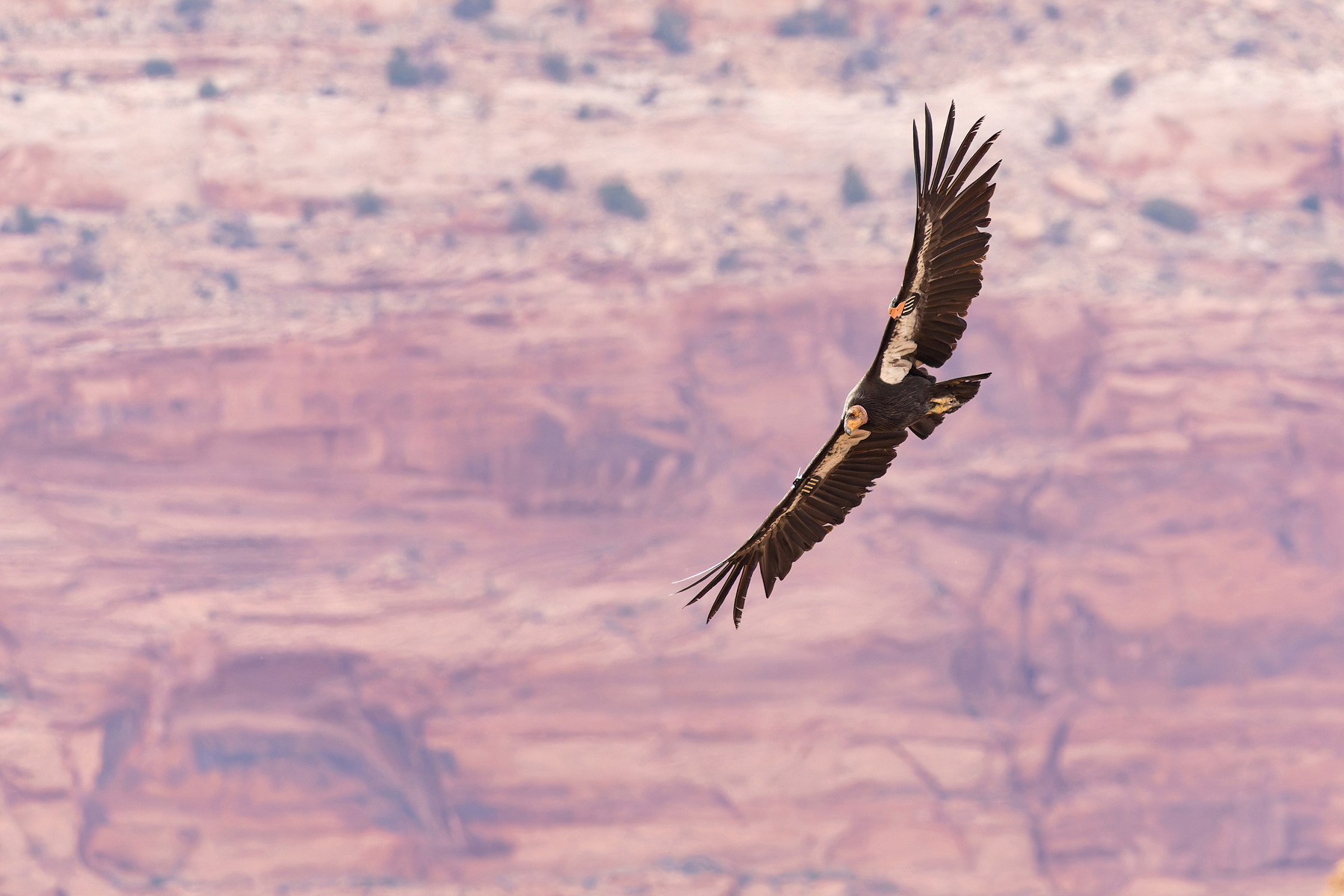 California Condor (image by Mike Watson)
