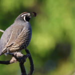 California Quail (image by Sjoerd Radstaak)