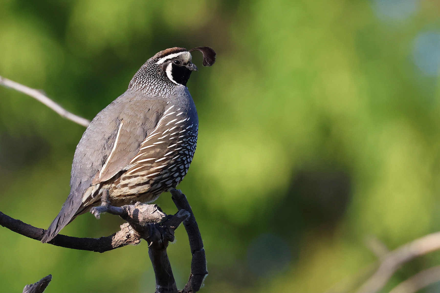 California Quail (image by Sjoerd Radstaak)
