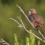 California Thrasher (image by Sjoerd Radstaak)