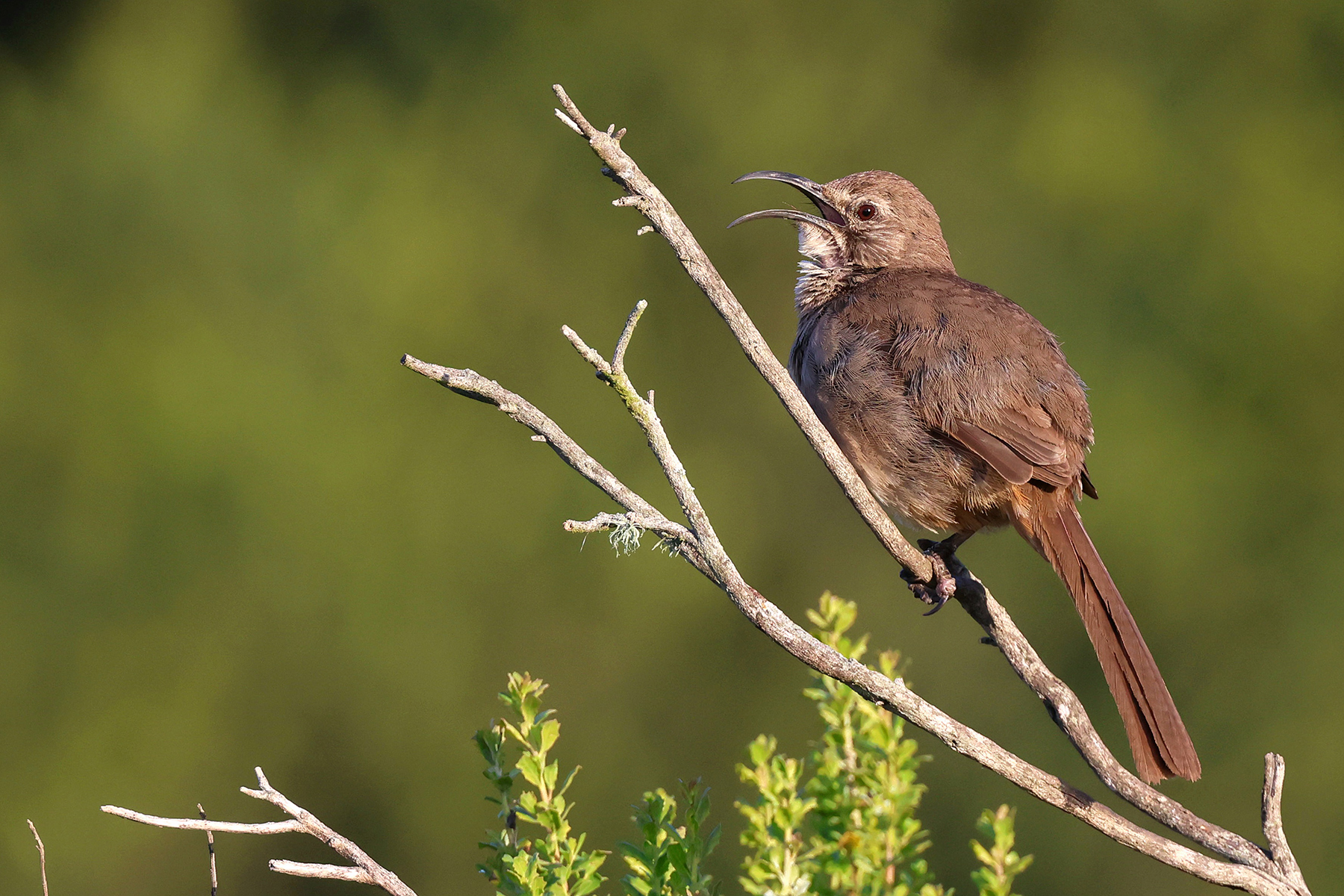 California Thrasher (image by Sjoerd Radstaak)