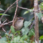 Carolina Wren (White-browed) (image by Leo Garrigues)