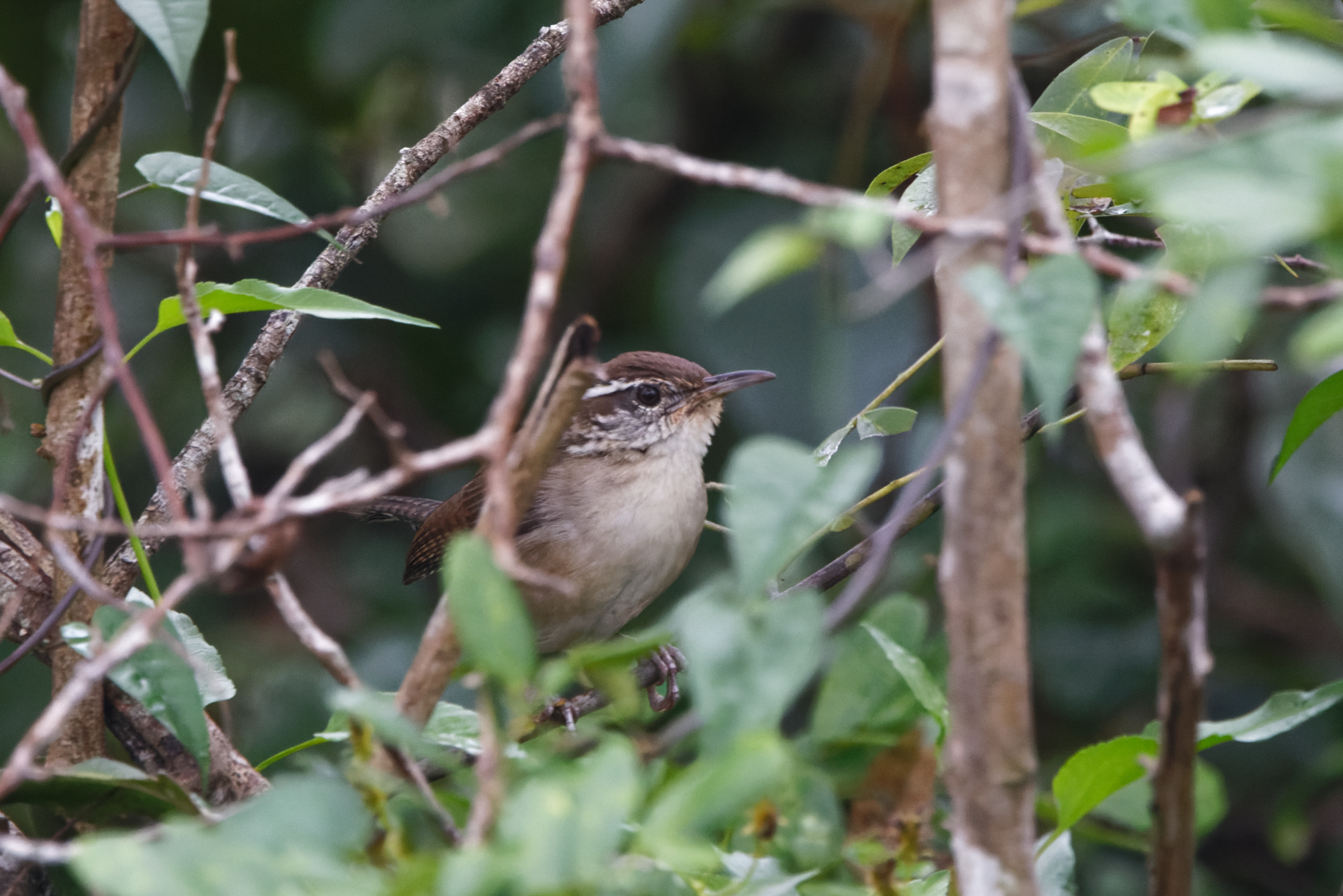 Carolina Wren (White-browed) (image by Leo Garrigues)