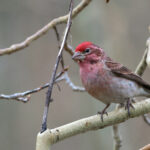 Cassin's Finch (image by Sjoerd Radstaak)