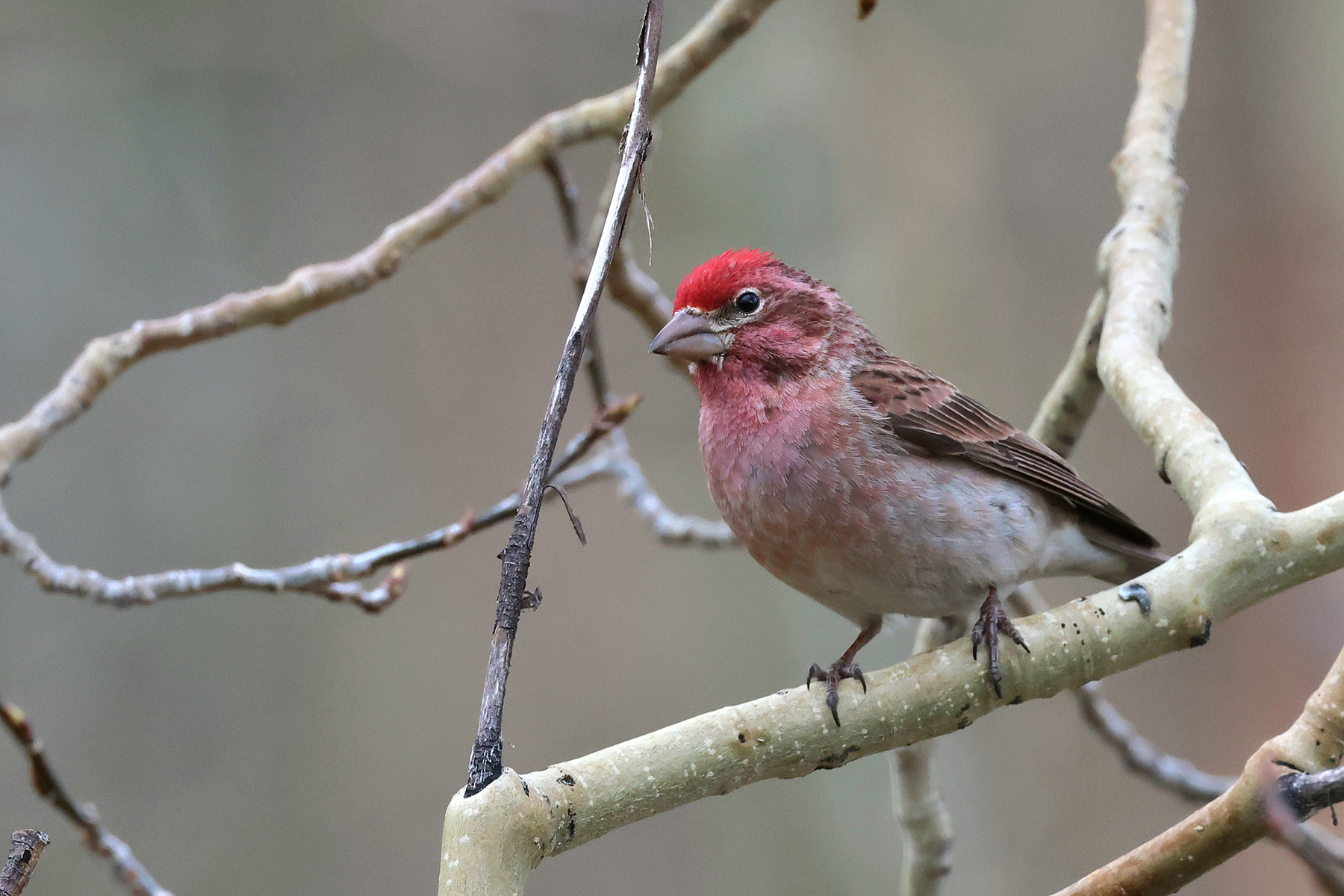 Cassin's Finch (image by Sjoerd Radstaak)