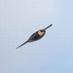 Cave Swallow (image by Leo Garrigues)