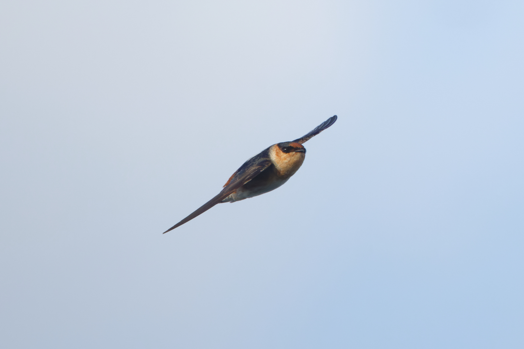 Cave Swallow (image by Leo Garrigues)