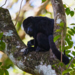 Central American Black Howler (image by Leo Garrigues)