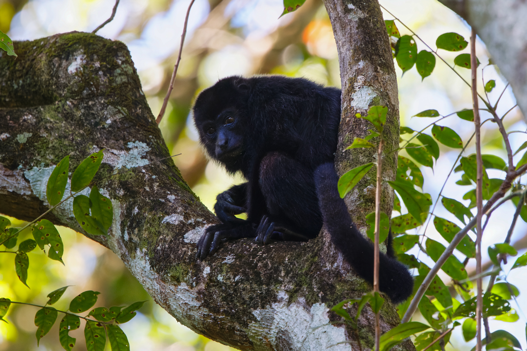 Central American Black Howler (image by Leo Garrigues)
