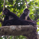Central American Spider Monkeys (image by Leo Garrigues)