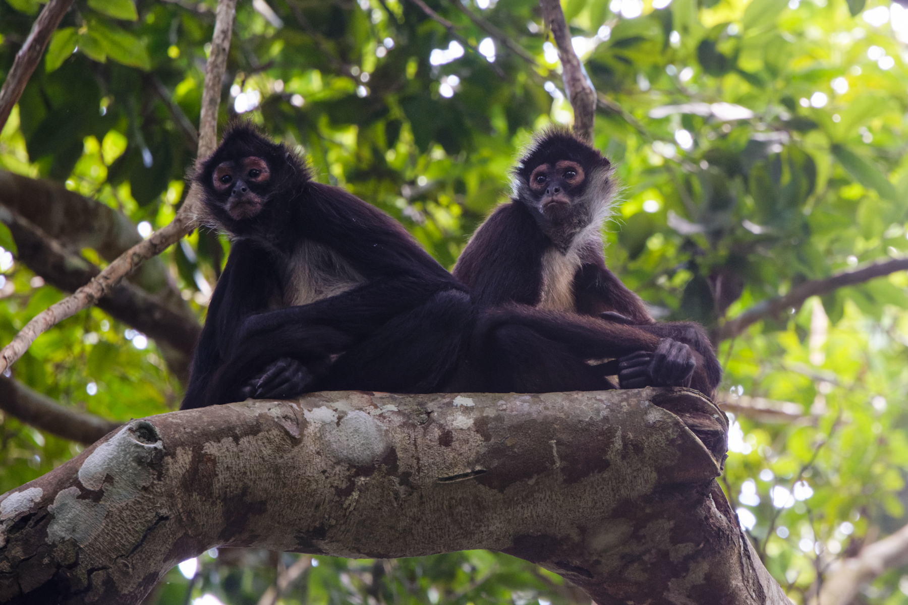 Central American Spider Monkeys (image by Leo Garrigues)