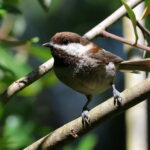 Chestnut-backed Chickadee (image by Sjoerd Radstaak)