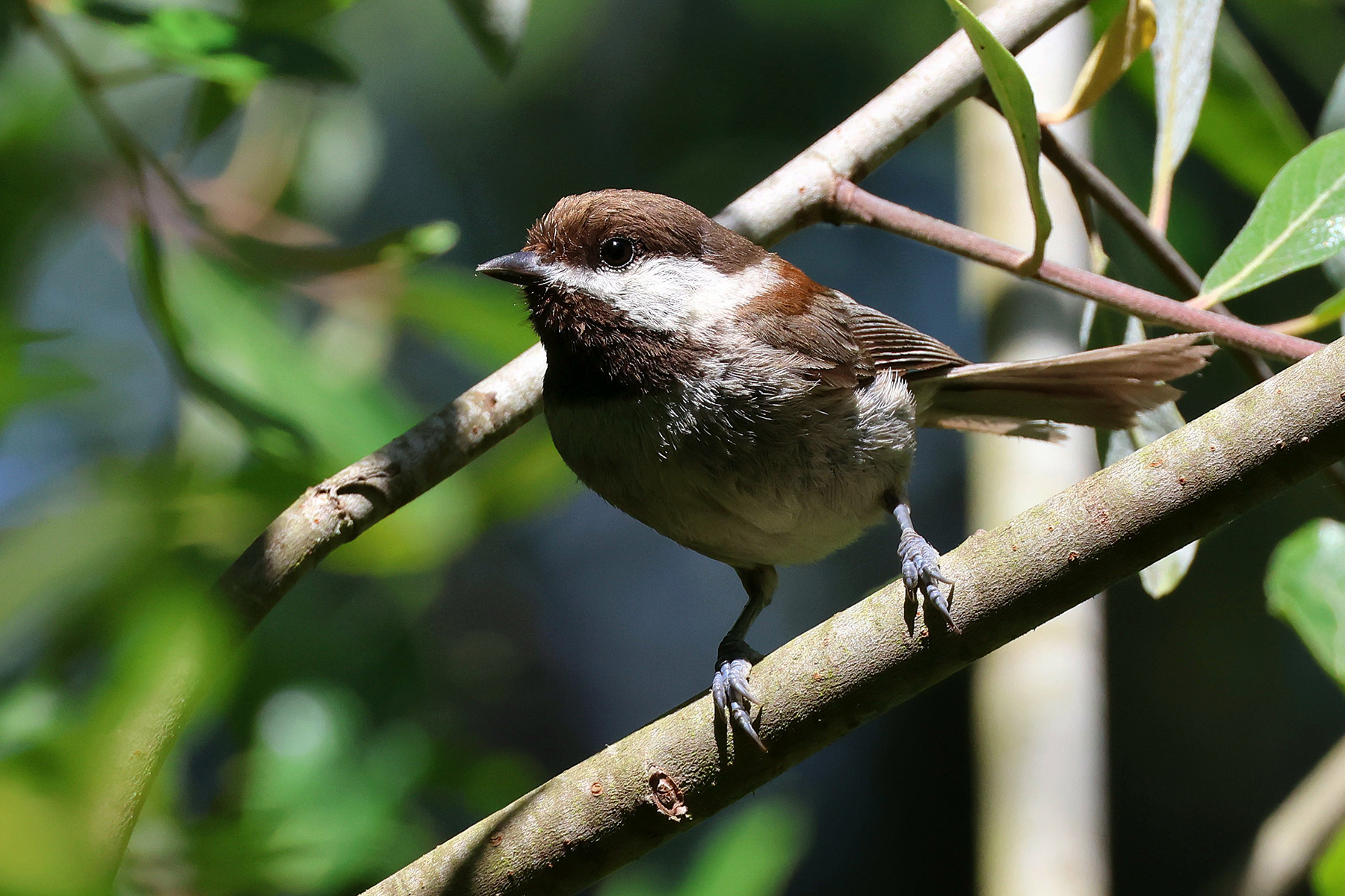 Chestnut-backed Chickadee (image by Sjoerd Radstaak)
