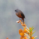 Chestnut-bellied Cotinga (image by Antonio Cortizo)