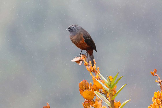 Chestnut-bellied Cotinga (image by Antonio Cortizo)