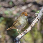 Chestnut-crowned Bush Warbler (image by Pete Morris)