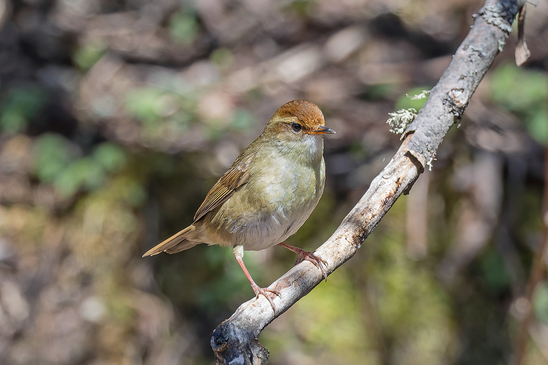 Chestnut-crowned Bush Warbler (image by Pete Morris)