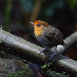 Chestnut-crowned Gnateater (image by Antonio Cortizo)