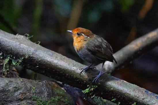 Chestnut-crowned Gnateater (image by Antonio Cortizo)