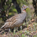 Chestnut-throated Monal Partridge (image by Pete Morris)
