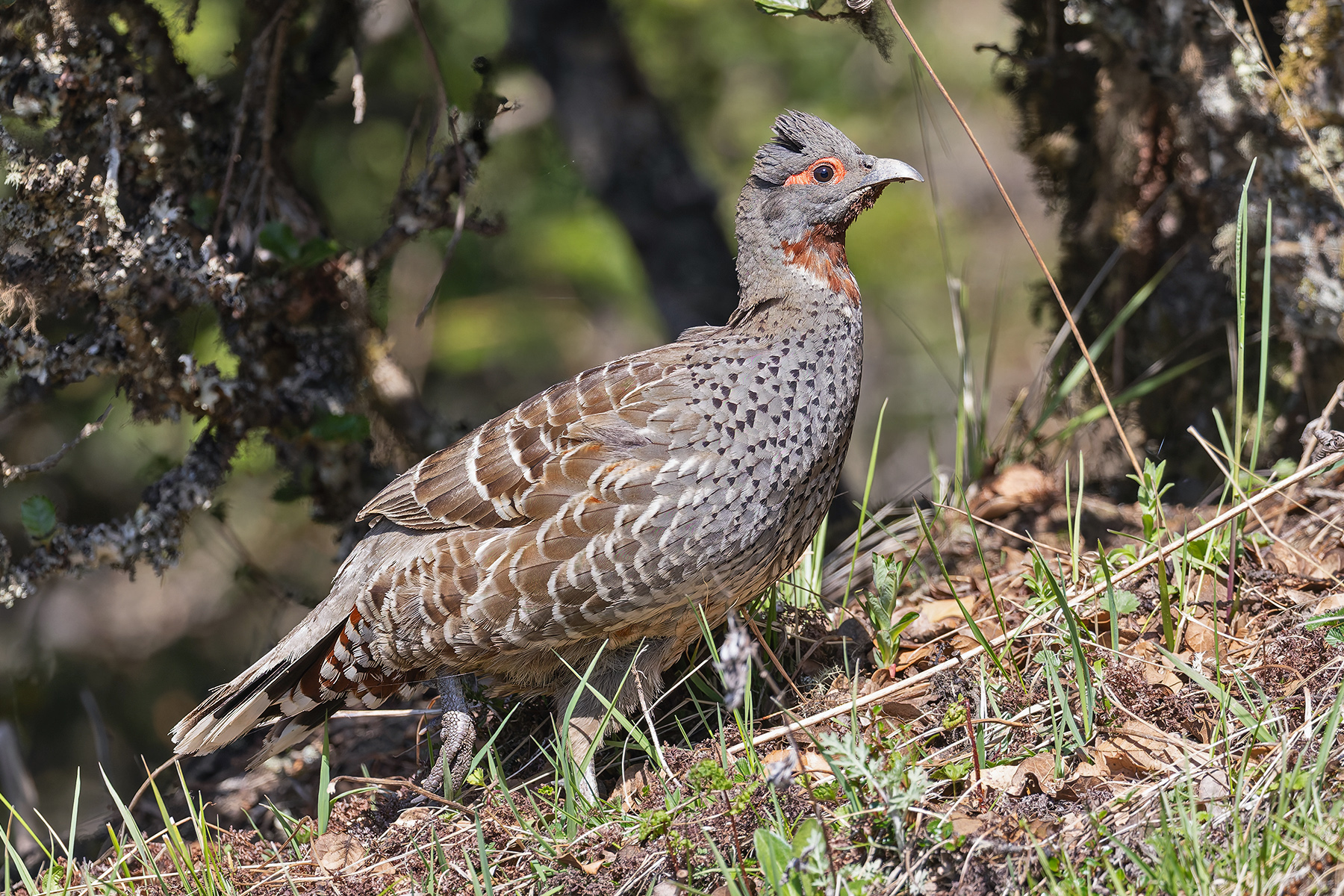 Chestnut-throated Monal Partridge (image by Pete Morris)